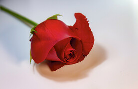 玫瑰花高清特写