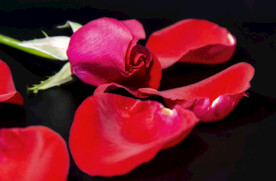 红色玫瑰花花瓣特写