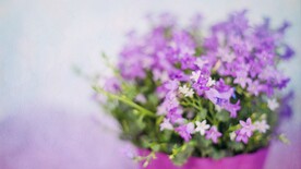 鲜花壁纸