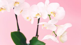 鲜花壁纸