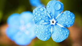 鲜花壁纸