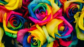鲜花壁纸