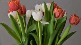 鲜花壁纸