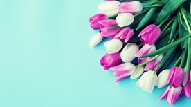 鲜花壁纸