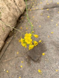 一簇摆动的菜花枝