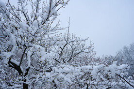 立春后的冬雪