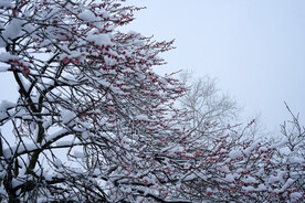 梅花山的雪