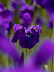 玉蝉花