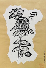 南阳月季