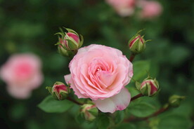 欧月月季花