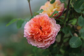 欧月月季花
