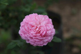 欧月月季花