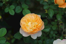 欧月 月季花