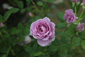 欧月 月季花