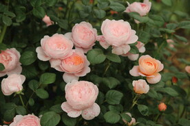 欧月 月季花