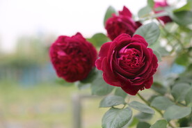 欧月 月季花