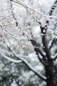 落雪梅花