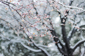 落雪梅花