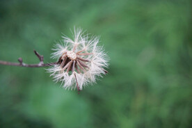 公园草地蒲公英特写