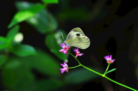 蝶恋花