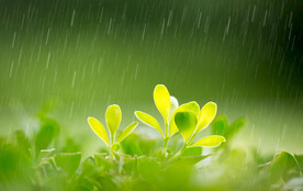 春天的雨水