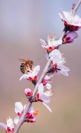 春天桃花蜜蜂摄影图