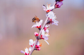 春季桃花和蜜蜂