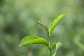 正在发芽的茶树