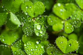 叶子上的雨滴