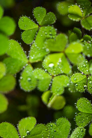 叶子上的雨滴