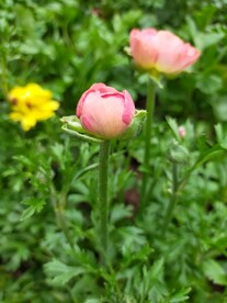 毛茛花