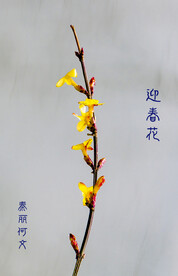 迎春花开