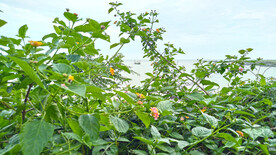 海边大海渔船 野花野草图片