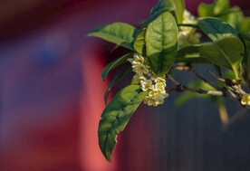 枝头上的桂花特写
