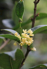 桂花高清特写图