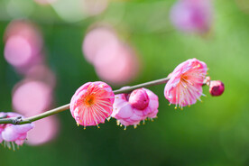 盛开的梅花