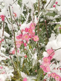 梅花   雪