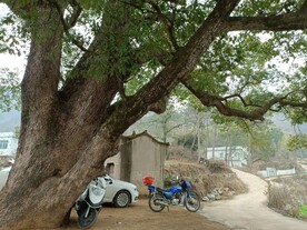 古樟