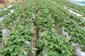 草莓种植