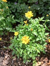 黄菊花