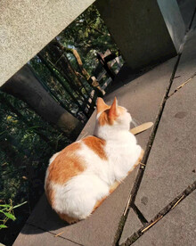 晒太阳的猫猫