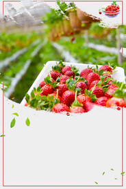 采摘草莓