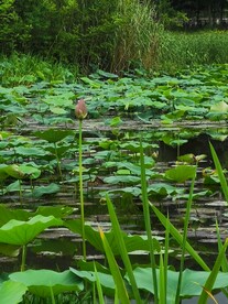 莲池