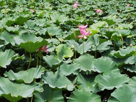 夏荷