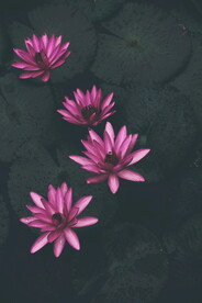  莲花 清廉  