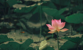 荷花 莲花  