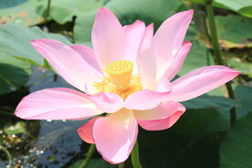 荷花 莲花 清廉  清高 