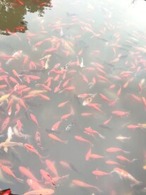 公园金鱼鲤鱼