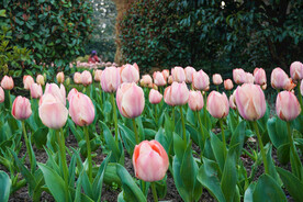 春天植物园粉色郁金香自然