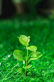 发芽白天绿芽户外种植
